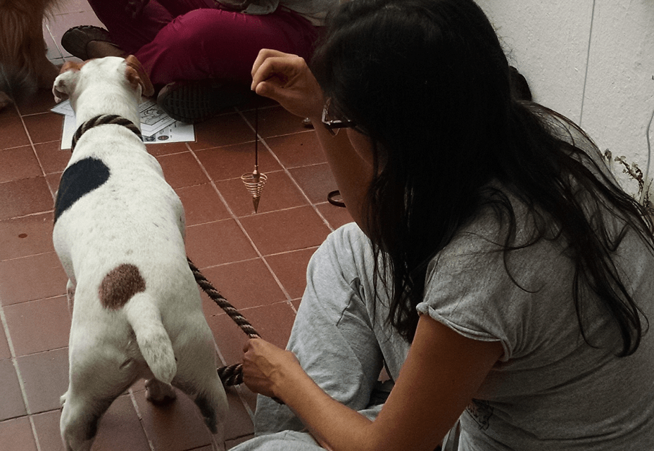 Terapia con péndulo animales